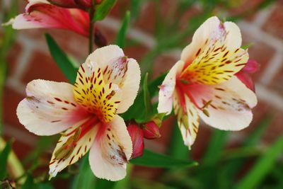 Close-up of pink flower