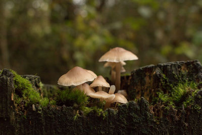 Close-up of mushrooms growing on field