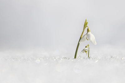 Close-up of white flowering plant