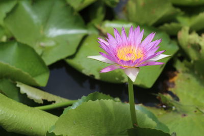 Close-up of lotus water lily in pond