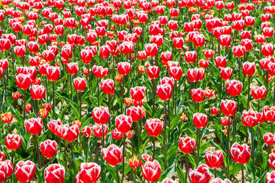 Close-up of red poppies blooming on field