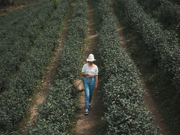 High angle view of woman walking on farm