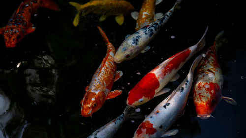 koi