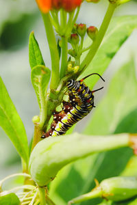 Close-up of insect on flower