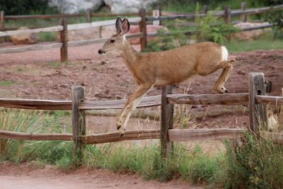 Side view of deer on field