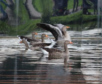 Duck swimming in lake