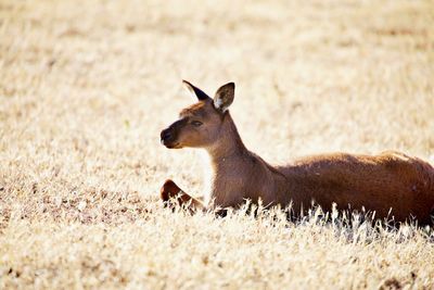 Kangaroo resting in dry grass