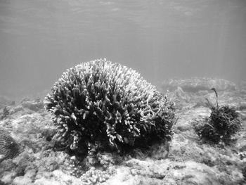 Close-up of coral in sea