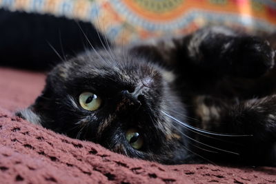 Close-up portrait of a cat