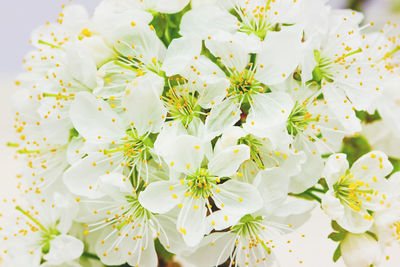 Close-up of fresh white flowers