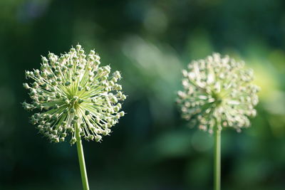 Close-up of flowering plant