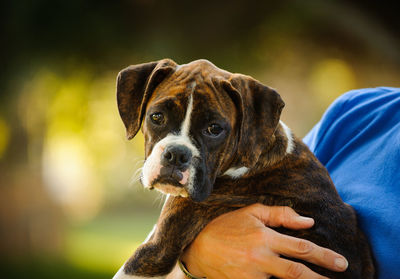 Cropped image of person holding puppy