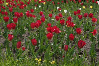 Close-up of red poppies in field