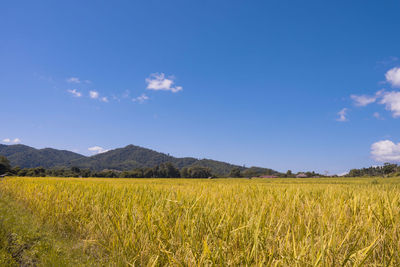 Scenic view of agricultural field against blue sky