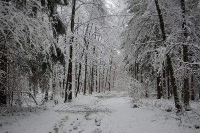 Bare trees in forest during winter