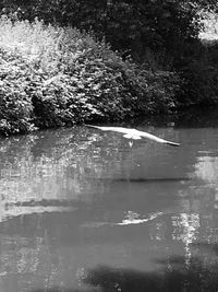 Bird flying over lake