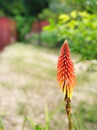 Close-up of red flowering plant on field