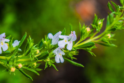 Close-up of white flowering plant