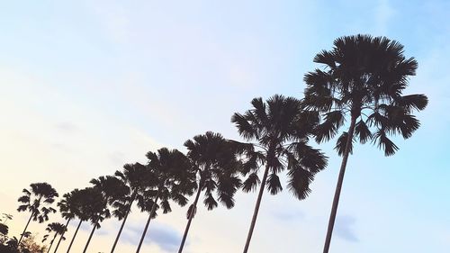 Low angle view of palm tree against clear sky