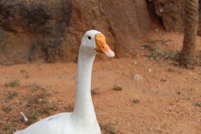 Close-up of a bird on field