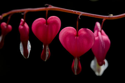 Close-up of pink heart shape against black background