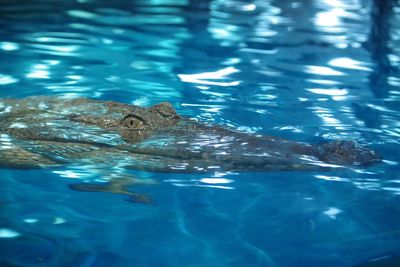 Close-up of turtle swimming in water