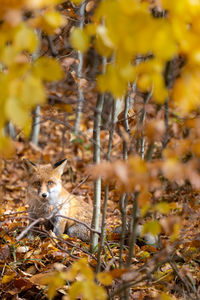 Portrait of squirrel on field during autumn