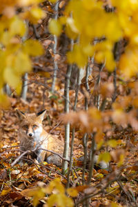 Portrait of fox on forest during autumn