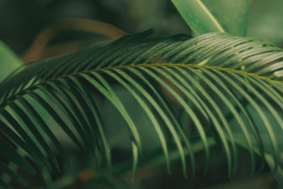 Close-up of palm leaf