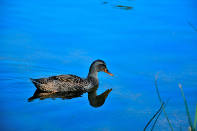 Duck swimming in lake