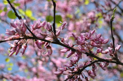 Close-up of pink flowers