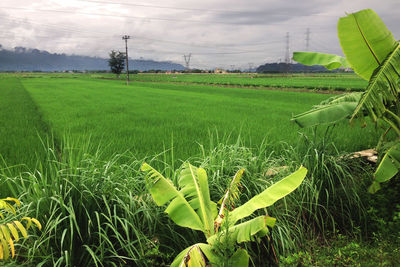 Scenic view of agricultural field against sky