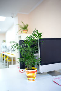 Potted plant on table