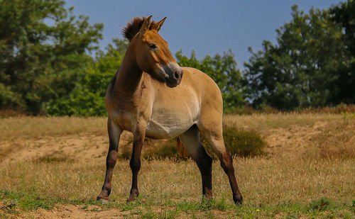 Horse standing in a field