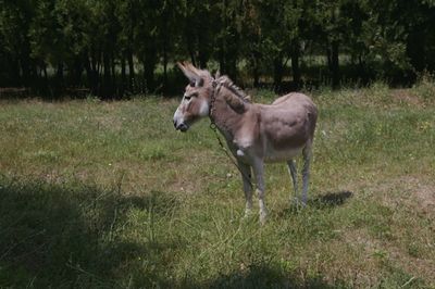 Horse standing on field