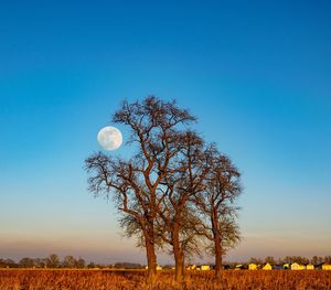 Bare tree on field against clear blue sky
