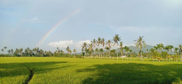 Panoramic view of rainbow over trees on field against sky
