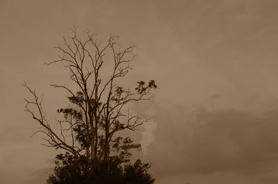 Low angle view of silhouette tree against sky at sunset