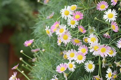 Close-up of pink daisy flowers