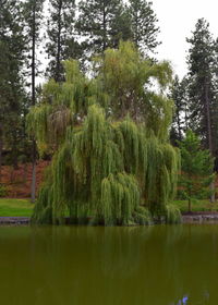 Scenic view of lake by trees in forest