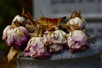 Close-up of dry flowers on cemetery at graveyard