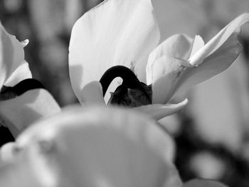 Close-up of bug on white flower