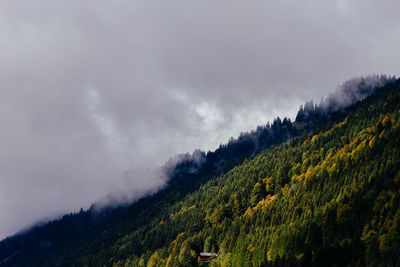 Scenic view of pine trees against sky