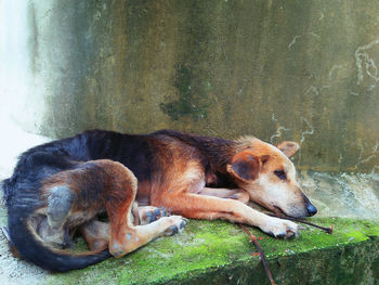 Dog resting in a zoo