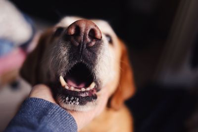 Cropped hand touching dog