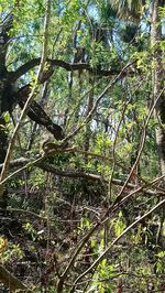Low angle view of trees in forest
