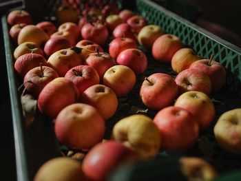High angle view of apples in container