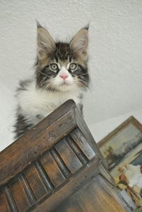 Close-up portrait of cat