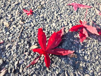 High angle view of red maple on leaf