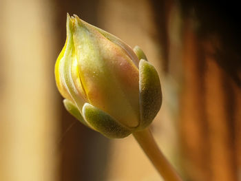 Close-up of flower bud